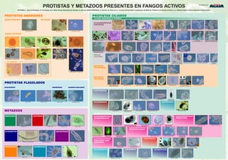 CILIADOS NADADORES NO ASOCIADOS AL FLÓCULO
• OLIGOHIMENÓFOROS
TETRAHYMENINOS
• HETEROTRICOS
• PROSTÓMIDOS
• FILOFARÍNGEOS • COLPÓDIDOS
• OLIGOHIMENÓFOROS
PENICULINOS
• OLIGOHIMENÓFOROS
PERITRICOS LIBRE
NADADORES
Colpidium colpoda, 400x.
Paramecium caudatum, 400x.
Drepanomonas revoluta, 400x. Colpoda ecaudata, 400x.
Astylozoon sp., 400x. Opisthonecta sp., 400 x.
Glaucoma scintillans, 400x
Tinción Fdez-Galiano
Glaucoma sp., 630x. Glaucoma sp, 1000x.
Tinción Fdez-Galiano.
Paramecium sp., 600x.
Tinción con lutax.
Uronema nigricans
en conjugación, 400x.
Blepharisma sp, 400x. Spirostomum teres, 200x.
Coleps sp., 400x. Detalle Coleps sp.,
Tinción Fdez-Galiano.
Holophrya sp. , 400x.
Detalle Tinción Fdez. Galiano.
Prorodon sp., 400x. Detalle del núcleo
y vacuola contráctil, 1000x.
Cinetochilum margaritaceum, 400x.Cyclidium glaucoma, 200x. Cyclidium heptatrichum, 200x.
Colpidium campylum (Dexiostoma campylum),
1000x. Tinción Fdez-Galiano. Detalle C. colpoda
Lembadion lucens, 400x.
Detalle 100 y 200x.
Paramecium aurelia 400x. Paramecium bursaria, 100x.
• OLIGOHIMENÓFOROS
ESCUTICOLICIADOS
CILIADOS NADADORES ASOCIADOS TEMPORALMENTE AL FLÓCULO
• HETEROTRICO
• LITOSTOMADOS
• FILOFARINGEOS
Stentor coeruleus, 200x.
Acineria uncinata, 200x.
Gastronauta, 200x. Chilodonella uncinata, 400x.Trithigmostoma sp., 1000x.
Tinción Fdez-Galiano.
Trochilia minuta, 400x.
Litonotus crystallinus, 400x. Litonotus cygnus, 400x. Litonotus lamella, 400x. Litonotus sp., 1000x.
Tinción Fdez-Galiano.
Perispira sp., 400x.
CILIADOS ASOCIADOS AL FLÓCULO
PROTISTAS CILIADOS
• SÉSILES
OLIGOHIMENÓFOROS
PERITRICOS
Multifasciculatum sp. ,200x. Periacineta sp., 400x. Podophrya sp., 400x. Obsérvese a
Colpidium sp. adherido a los tentáculos
Solenophrya sp., 400x. Detalle 400x. Tokophrya infusionum, 400x. Tokophrya
quadripartita, 400x.
Acineta sp., 400x. Metacineta cuspidata, 400x. Metacineta mystacina, 400x.
Complejo Vorticella infusionum,
100x. Detalle del zooide 400x.
Epistylis chrysemydis, 200x.
Vorticella campanula, 400x.Complejo Vorticella microstoma, 100x. Vorticella picta, 400x.
Vorticella striata
(Complejo V. aquadulcis), 400x.
Complejo Vorticella convallaria formando
pseudocolonia, 100x. Detalle del zooide 400x.
Vaginicola sp., 400x. Vorticella
fromenteli, 400x.
Zoothamnium sp., 400x.
Epistylis rotans, 100x.
Opercularia minima, 100x. Opercularia articulata, 400x. Opercularia asymetrica, 400x. Opercularia coronata, 400x. Opercularia microdiscum, 200x. Thuricola kellicottiana, 100x.
Vorticella alpestris
(Complejo V. microstoma), 400x.
Complejo Vorticella aquadulcis, 400x.
Campanella umbelaria, 100x. Carchesium polypinum, 100x. Epistylis epibioticum, 400x. Epistylis plicatilis, 100x. Epistylis coronata, 400x. Epistylis entzii, 200x.
Detalle del zooide 400x.
Holosticha sp., 400x. Oxytricha sp., 400x. Oxytricha sp., 600x.
Tinción con Flutax.
Stylonychia mytilus, 400x. Uroleptus sp., 100x.
• REPTANTES
ESTICOTRICOS
• REPTANTES
HIPOTRICOS
Chaetospira muelleri, 200x.
Euplotes moebiusi, 400x. Euplotes sp., 600x. inmunofluores-
cencia con anticuerpos anti-tubulina.
Euplotes sp. SEM. Aspidisca cicada, 400 x.
Detalle tinción Fdez.-Galiano y SEM.
Euplotes affinis, 400 x. Aspidisca lynceus, 400x.Euplotes aediculatus, 400X.
Detalles tinción Fdez-Galiano.
Euplotes patella , 400x.
• SÉSILES
SUCTORES
METAZOOS
Ácaro, 100x. Copépodo, 100x.
Aelosoma variegatum, 100x.
Rotaria sp., 100x.
Aelosoma sp., 100x. Detalle 400x.
Testudinella sp., 100x. Lecane sp., 100x.
Tardígrado, 100x.
Gastrotrico, 100x.
Nematodo, 100x.
NEMATODOS ROTÍFEROS
OLIGOQUETOS GASTROTRICOS
ARTRÓPODOSTARDÍGRADOS
PROTISTAS FLAGELADOS
EUGLÉNIDOS COANOFLAGELADOSBODÓNIDOS
Coanoflagelados, 1000x.Bodónidos, 400x.Entosiphon sp., 400x. Detalle sifón, 1000x. Euglena sp., 400x. Peranema sp., 400x.
HELIOZOOS
Con filópodos
AMEBAS TESTÁCEAS
AMEBAS DESNUDAS
PROTISTAS AMEBOIDES
Ameba desnuda, 1000x.
Arcella arenaria, 275x. Arcella vulgaris, 400x. Arcella discoides en vista anterior y lateral, 440x.
Difflugia bacillifera, 275xArcella discoides var. scutelliformis, 400x Centropyxis sp., 200x. Centropyxis aculeata, 400x.
Euglypha sp., 400x. Detalle de individuo
enquistado en interior de testa.
Euglypha penardi. Barra calibrada 50 µm. Trinema sp., 693x.
Pyxidicula sp., 400x.
Hyalosphenia papilio e H. elegans, 400x
Arcella gibbosa, 400x.
Actinophrys sp., 400x. Actinosphaerium sp., 200x.
Con el patrocinio de:
AUTORES: L. Isac, E. Rodríguez, N. Fernández, M.D. Salas (Grupo Bioindicación Sevilla); A. Zornoza (AVSA-EGEVASA); S. Serrano, B. Perez-Uz y L. Arregui (Universidad Complutense de Madrid), P. Madoni (Universitá di Parma ) y E. Mitchell (Swiss Federal Research Institute WSL).
PROTISTAS Y METAZOOS PRESENTES EN FANGOS ACTIVOS
 