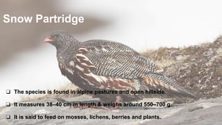 Snow Partridge
❏ The species is found in alpine pastures and open hillside.
❏ It measures 38–40 cm in length & weighs around 550–700 g.
❏ It is said to feed on mosses, lichens, berries and plants.
 