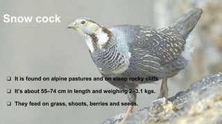 Snow cock
❏ It is found on alpine pastures and on steep rocky cliffs
❏ It’s about 55–74 cm in length and weighing 2–3.1 kgs.
❏ They feed on grass, shoots, berries and seeds.
 