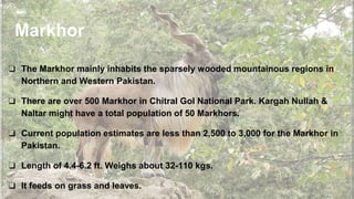 Markhor
❏ The Markhor mainly inhabits the sparsely wooded mountainous regions in
Northern and Western Pakistan.
❏ There are over 500 Markhor in Chitral Gol National Park. Kargah Nullah &
Naltar might have a total population of 50 Markhors.
❏ Current population estimates are less than 2,500 to 3,000 for the Markhor in
Pakistan.
❏ Length of 4.4-6.2 ft. Weighs about 32-110 kgs.
❏ It feeds on grass and leaves.
 