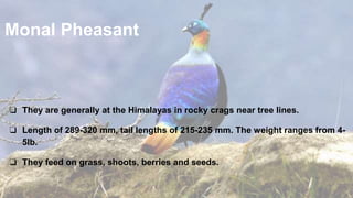 Monal Pheasant
❏ They are generally at the Himalayas in rocky crags near tree lines.
❏ Length of 289-320 mm, tail lengths of 215-235 mm. The weight ranges from 4-
5lb.
❏ They feed on grass, shoots, berries and seeds.
 