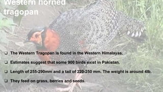 Western horned
tragopan
❏ The Western Tragopan is found in the Western Himalayas,
❏ Estimates suggest that some 900 birds exist in Pakistan.
❏ Length of 255-290mm and a tail of 220-250 mm. The weight is around 4lb.
❏ They feed on grass, berries and seeds.
 