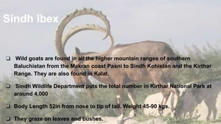 Sindh Ibex
❏ Wild goats are found in all the higher mountain ranges of southern
Baluchistan from the Makran coast Pasni to Sindh Kohistan and the Kirthar
Range. They are also found in Kalat.
❏ Sindh Wildlife Department puts the total number in Kirthar National Park at
around 4,000
❏ Body Length 52in from nose to tip of tail. Weight 45-90 kgs.
❏ They graze on leaves and bushes.
 