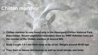 Chiltan markhor
❏ Chiltan markhor is now found only in the Hazarganji-Chiltan National Park,
Balochistan. Recent population estimates done by WWF-Pakistan have put
the number of the Chiltan markhor at around 800.
❏ Body Length 1.3-1.4m from nose to tip of tail. Weighs around 45-90 kgs.
❏ They feed on leaves and bushes as well as small shrubs and forbs.
 