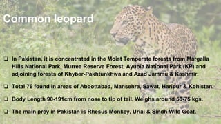 Common leopard
❏ In Pakistan, it is concentrated in the Moist Temperate forests from Margalla
Hills National Park, Murree Reserve Forest, Ayubia National Park (KP) and
adjoining forests of Khyber-Pakhtunkhwa and Azad Jammu & Kashmir.
❏ Total 76 found in areas of Abbottabad, Mansehra, Sawat, Haripur & Kohistan.
❏ Body Length 90-191cm from nose to tip of tail. Weighs around 50-75 kgs.
❏ The main prey in Pakistan is Rhesus Monkey, Urial & Sindh Wild Goat.
 