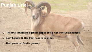 Punjab Uriel
❏ The Urial inhabits the gentler slopes of the higher mountain ranges.
❏ Body Length 30-36in from nose to tip of tail.
❏ Their preferred food is grasses.
 