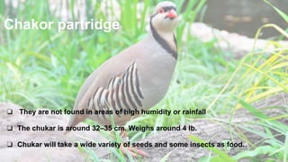 Chakor partridge
❏ They are not found in areas of high humidity or rainfall
❏ The chukar is around 32–35 cm. Weighs around 4 lb.
❏ Chukar will take a wide variety of seeds and some insects as food.
 
