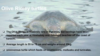 Olive Ridley turtles
❏ The Olive Ridley is relatively rare in Pakistan, but nestings have been
reported each year at Hawksbay and Sandspit beaches off the coast of
karachi.
❏ Average length is 55 to 75 cm and weighs around 35kg.
❏ omnivorous turtle which feeds on crustaceans, mollusks and tunicates.
 