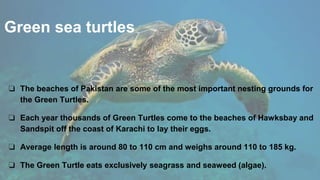 Green sea turtles
❏ The beaches of Pakistan are some of the most important nesting grounds for
the Green Turtles.
❏ Each year thousands of Green Turtles come to the beaches of Hawksbay and
Sandspit off the coast of Karachi to lay their eggs.
❏ Average length is around 80 to 110 cm and weighs around 110 to 185 kg.
❏ The Green Turtle eats exclusively seagrass and seaweed (algae).
 
