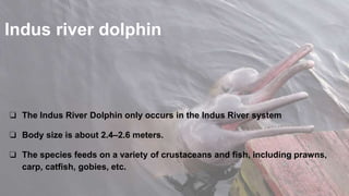 Indus river dolphin
❏ The Indus River Dolphin only occurs in the Indus River system
❏ Body size is about 2.4–2.6 meters.
❏ The species feeds on a variety of crustaceans and fish, including prawns,
carp, catfish, gobies, etc.
 