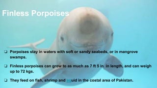 Finless Porpoises
❏ Porpoises stay in waters with soft or sandy seabeds, or in mangrove
swamps.
❏ Finless porpoises can grow to as much as 7 ft 5 in in length, and can weigh
up to 72 kgs.
❏ They feed on fish, shrimp and squid in the costal area of Pakistan.
 