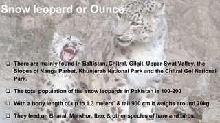 Snow leopard or Ounce
❏ There are mainly found in Baltistan, Chitral, Gilgit, Upper Swat Valley, the
Slopes of Nanga Parbat, Khunjerab National Park and the Chitral Gol National
Park.
❏ The total population of the snow leopards in Pakistan is 100-200
❏ With a body length of up to 1.3 meters’ & tail 900 cm it weighs around 70kg.
❏ They feed on Bharal, Markhor, Ibex & other species of hare and birds.
 