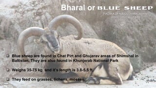 ❏ Blue sheep are found in Chat Pirt and Ghujerav areas of Shimshal in
Baltistan. They are also found in Khunjerab National Park
❏ Weighs 35-75 kg and it’s length is 3.8-5.5 ft.
❏ They feed on grasses, lichens, mosses.
Bharal or
 