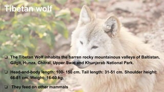 Tibetan wolf
❏ The Tibetan Wolf inhabits the barren rocky mountainous valleys of Baltistan,
Gilgit, Hunza, Chitral, Upper Swat and Khunjerab National Park.
❏ Head-and-body length: 100- 150 cm. Tail length: 31-51 cm. Shoulder height:
66-81 cm. Weight: 16-60 kg,
❏ They feed on other mammals
 