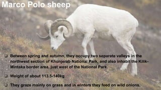 Marco Polo sheep
❏ Between spring and autumn, they occupy two separate valleys in the
northwest section of Khunjerab National Park, and also inhabit the Kilik-
Mintaka border area, just west of the National Park.
❏ Weight of about 113.5-140kg
❏ They graze mainly on grass and in winters they feed on wild onions.
 