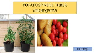 POTATO SPINDLE TUBER
VIROID(PSTV)
D.INDRAJA
 