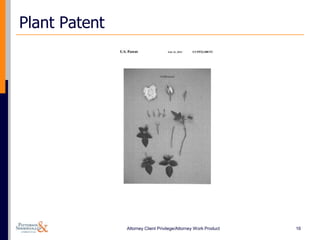 Plant Patent




               Attorney Client Privilege/Attorney Work Product   16
 