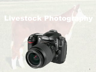 Livestock Photography

1

 