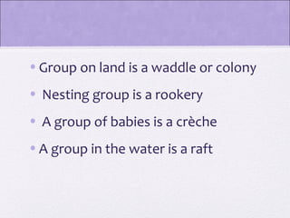 • Group on land is a waddle or colony
• Nesting group is a rookery
• A group of babies is a crèche
• A group in the water is a raft
 