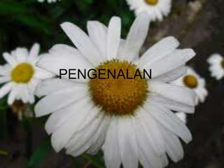 PENGENALAN
 
