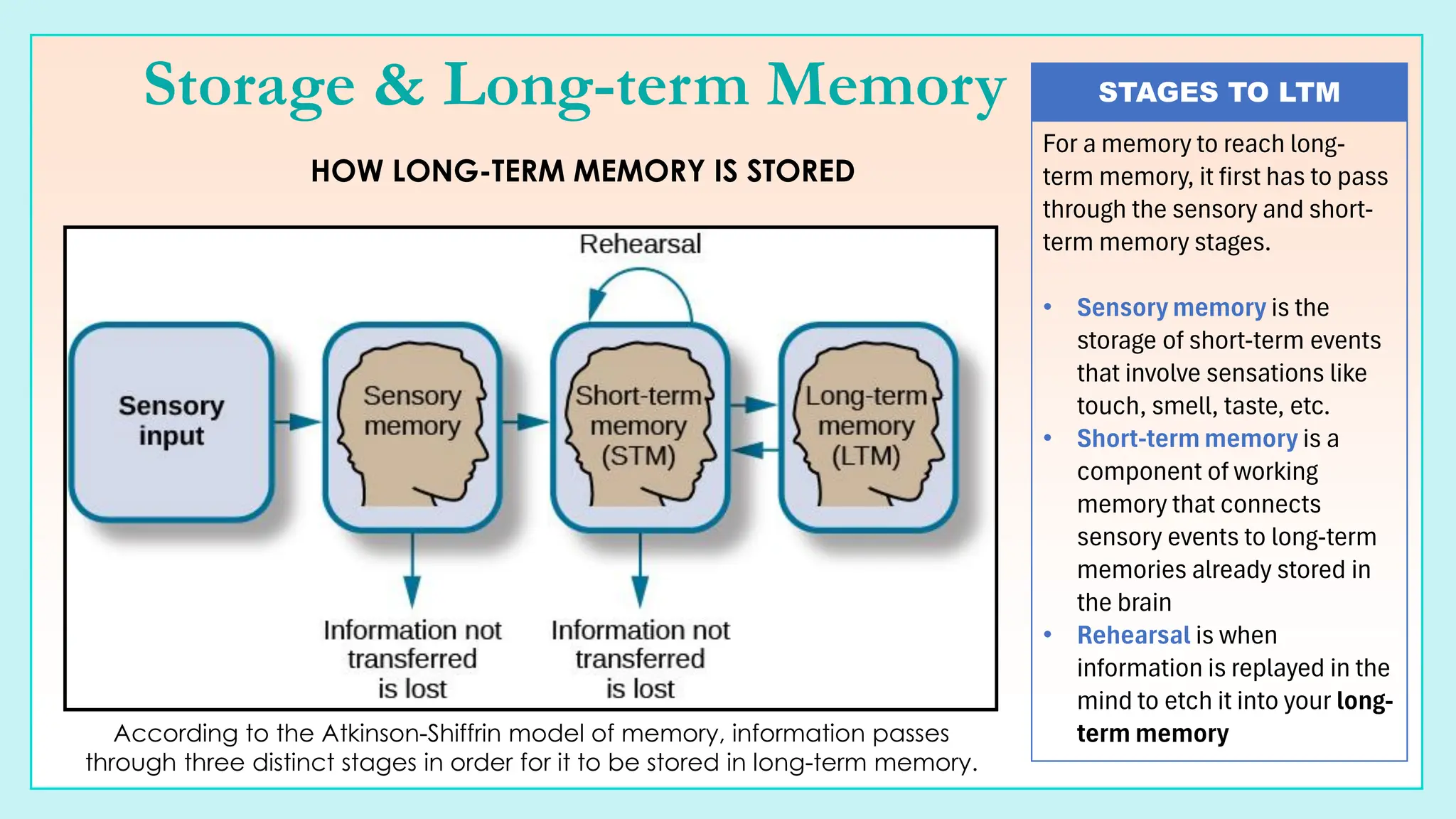 Short Presentation - The Study of the Process of Memory | PDF