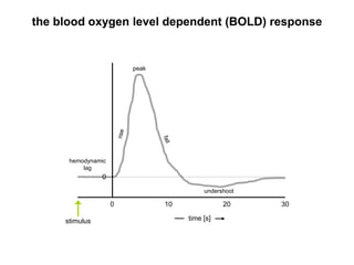 the blood oxygen level dependent (BOLD) response
300 10 20
0
time [s]
peak
undershoot
hemodynamic
lag
stimulus
 