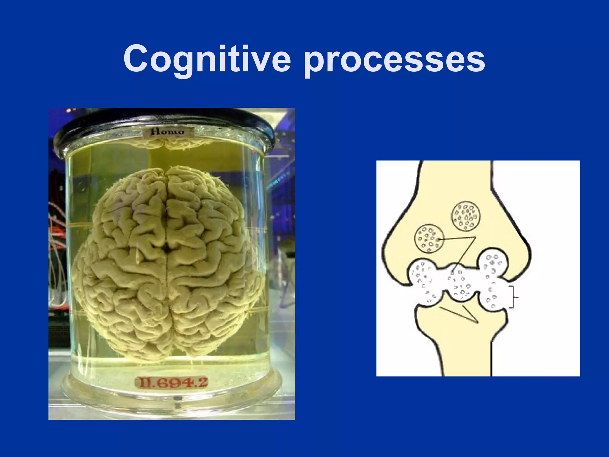 Cognitive processes
 