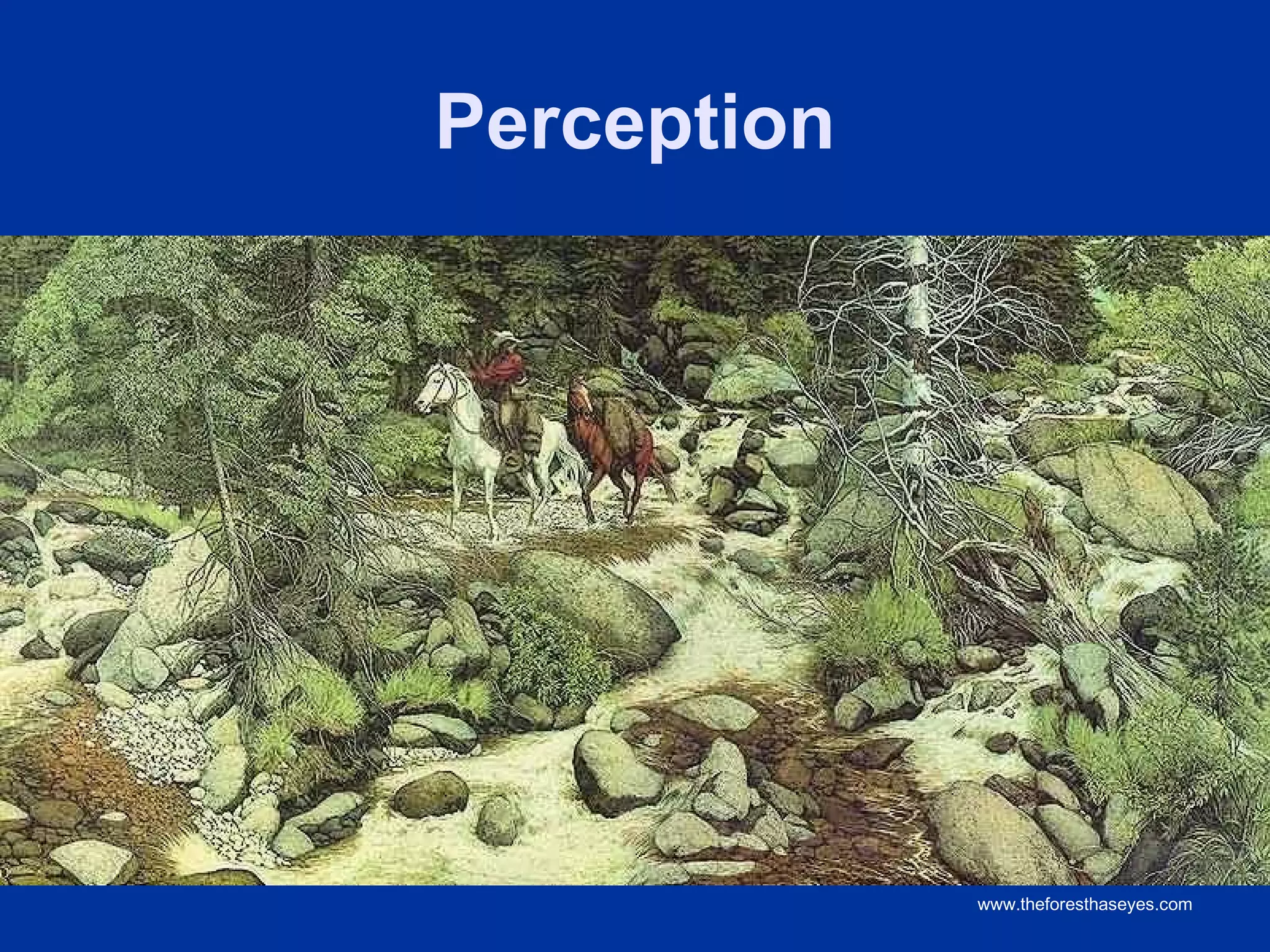 Perception




             www.theforesthaseyes.com
 