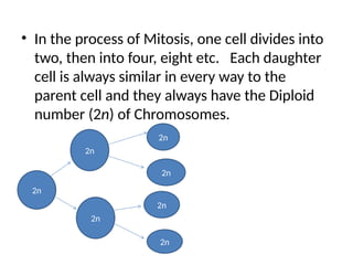 • In the process of Mitosis, one cell divides into
two, then into four, eight etc. Each daughter
cell is always similar in every way to the
parent cell and they always have the Diploid
number (2n) of Chromosomes.
2n
2n
2n
2n
2n
2n
2n
 