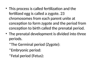 • This process is called fertilization and the
fertilized egg is called a zygote. 23
chromosomes from each parent unite at
conception to form zygote and the period from
conception to birth called the prenatal period.
• The prenatal development is divided into three
periods.
*The Germinal period (Zygote):
*Embryonic period:
*Fetal period (Fetus):
 
