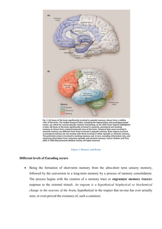 Encoding Memory Brain Cognitive Psychology, memory and forgetting | DOCX
