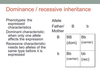Dominance / recessive inheritance Phenotypes: the expressed characteristics Dominant characteristic: when only one allele affects the expression Recessive characteristic: needs two alleles of the same type before it is expressed Allele Father/Mother B b B BB (dom) Bb (carrier) b Bb (carrier) bb  (rec) 