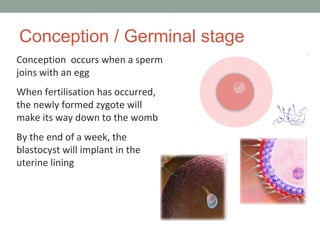 Conception / Germinal stage Conception  occurs when a sperm joins with an egg When fertilisation has occurred, the newly formed zygote will make its way down to the womb By the end of a week, the blastocyst will implant in the uterine lining 