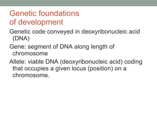 Genetic foundations  of development  Genetic code conveyed in deoxyribonucleic acid (DNA) Gene: segment of DNA along length of chromosome Allele: viable DNA (deoxyribonucleic acid) coding that occupies a given locus (position) on a chromosome.  