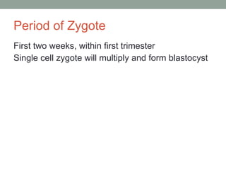 Period of Zygote First two weeks, within first trimester  Single cell zygote will multiply and form blastocyst 