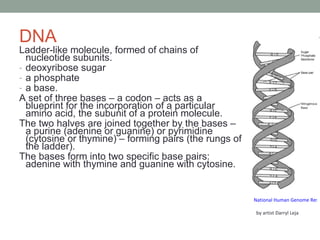 DNA Ladder-like molecule, formed of chains of nucleotide subunits.  deoxyribose sugar a phosphate a base.  A set of three bases – a codon – acts as a blueprint for the incorporation of a particular amino acid, the subunit of a protein molecule.  The two halves are joined together by the bases – a purine (adenine or guanine) or pyrimidine (cytosine or thymine) – forming pairs (the rungs of the ladder).  The bases form into two specific base pairs: adenine with thymine and guanine with cytosine.  National Human Genome Research Institute (NHGRI)   http://www.genome.gov/12514471      by artist Darryl Leja    