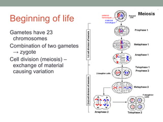 Beginning of life Gametes have 23 chromosomes Combination of two gametes  ->  zygote Cell division (meiosis) – exchange of material causing variation 