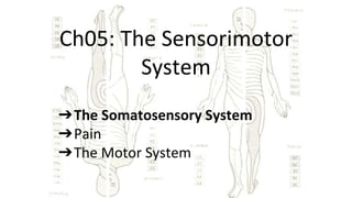 Ch05: The Sensorimotor
System
➔The Somatosensory System
➔Pain
➔The Motor System
 