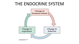 THE ENDOCRINE SYSTEM
 