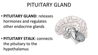 • PITUITARY GLAND: releases
hormones and regulates
other endocrine glands
• PITUITARY STALK: connects
the pituitary to the
hypothalamus
PITUITARY GLAND
 