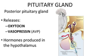 Posterior pituitary gland
• Releases:
–OXYTOCIN
–VASOPRESSIN (AVP)
• Hormones produced in
the hypothalamus
PITUITARY GLAND
 