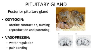 Posterior pituitary gland
• OXYTOCIN:
– uterine contraction, nursing
– reproduction and parenting
• VASOPRESSIN:
– water regulation
– pair bonding
PITUITARY GLAND
 