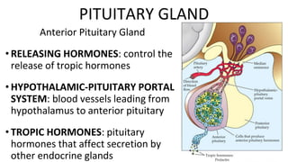 Anterior Pituitary Gland
• RELEASING HORMONES: control the
release of tropic hormones
• HYPOTHALAMIC-PITUITARY PORTAL
SYSTEM: blood vessels leading from
hypothalamus to anterior pituitary
• TROPIC HORMONES: pituitary
hormones that affect secretion by
other endocrine glands
PITUITARY GLAND
 