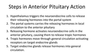 Steps in Anterior Pituitary Action
1. Hypothalamus triggers the neuroendocrine cells to release
their releasing hormones into the portal system
2. The portal systems carries the releasing hormones in local
circulation to the anterior pituitary
3. Releasing hormone activates neuroendocrine cells in the
anterior pituitary, causing them to release tropic hormones
4. Tropic hormones move through general circulation activating
receptors on target endocrine glands
5. Target endocrine glands release hormones into general
circulation.
 