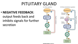 • NEGATIVE FEEDBACK:
output feeds back and
inhibits signals for further
secretion
PITUITARY GLAND
 
