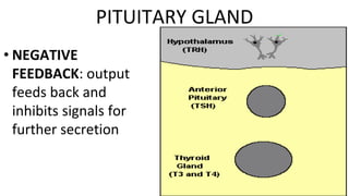 • NEGATIVE
FEEDBACK: output
feeds back and
inhibits signals for
further secretion
PITUITARY GLAND
 