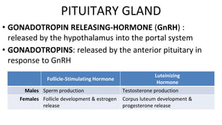 • GONADOTROPIN RELEASING-HORMONE (GnRH) :
released by the hypothalamus into the portal system
• GONADOTROPINS: released by the anterior pituitary in
response to GnRH
PITUITARY GLAND
Follicle-Stimulating Hormone
Luteinizing
Hormone
Males Sperm production Testosterone production
Females Follicle development & estrogen
release
Corpus luteum development &
progesterone release
 