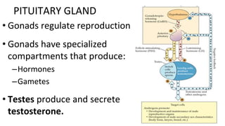 • Gonads regulate reproduction
• Gonads have specialized
compartments that produce:
–Hormones
–Gametes
• Testes produce and secrete
testosterone.
PITUITARY GLAND
 