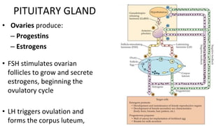 • Ovaries produce:
– Progestins
– Estrogens
• FSH stimulates ovarian
follicles to grow and secrete
estrogens, beginning the
ovulatory cycle
• LH triggers ovulation and
forms the corpus luteum,
PITUITARY GLAND
 