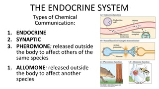 Types of Chemical
Communication:
1. ENDOCRINE
2. SYNAPTIC
3. PHEROMONE: released outside
the body to affect others of the
same species
1. ALLOMONE: released outside
the body to affect another
species
THE ENDOCRINE SYSTEM
 